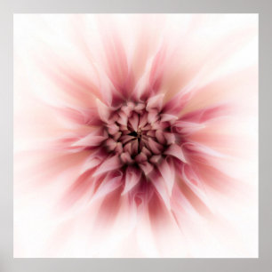 Dahlia Dream Poster