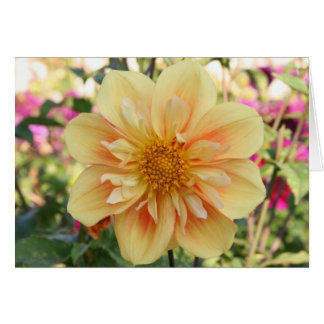 Dahlia, E Z Duzzit 2