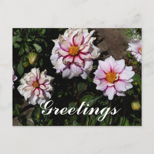 Dahlia Edge of Joy #1 Postcard Postkarte