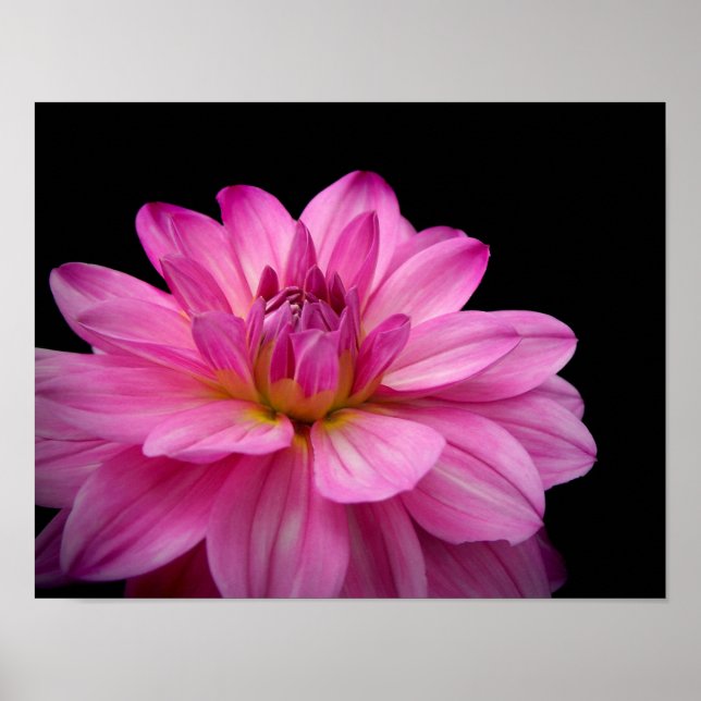 Dahlia Figurine Pink Poster (Vorne)