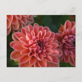 Dahlia Flowers Postkarte