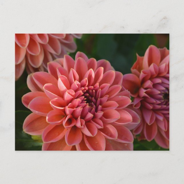 Dahlia Flowers Postkarte (Vorderseite)