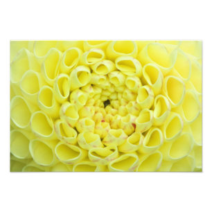 Dahlia Fotodruck