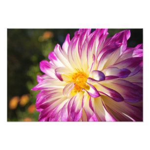Dahlia-Fotokunst Drucke Dahlias Blumen