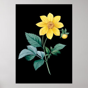 Dahlia gelbe Blume schwarzes Poster