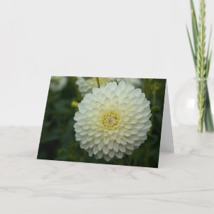 Dahlia Greeting Carte de voeux Dahlie
