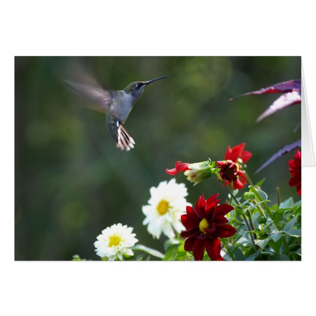 Dahlia Hummer (Devant horizontal)