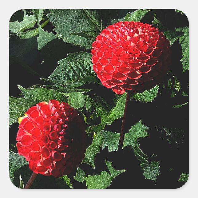 Dahlia Irish Glow #1-2 Stickers (Vorderseite)