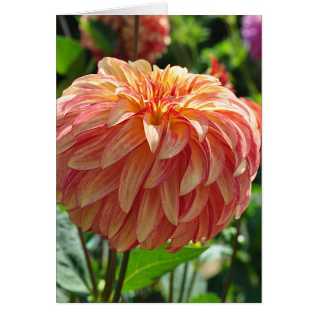 Dahlia - Irlandais Pinwheel (Devant)