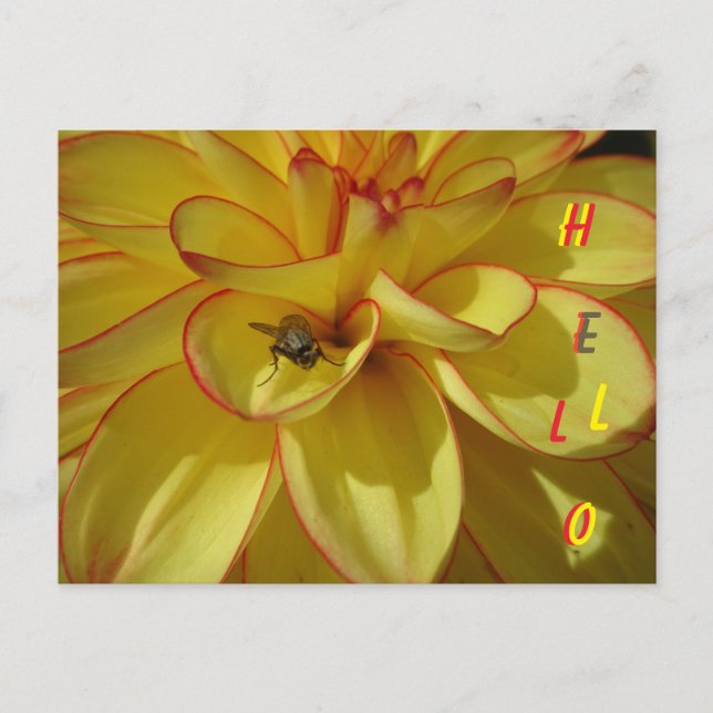 Dahlia Jaune avec bordure rose BONNE Carte postale (Devant)