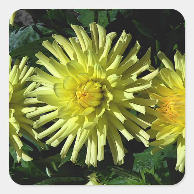 Dahlia Lakeview Glow #1-2 Stickers (Vorderseite)