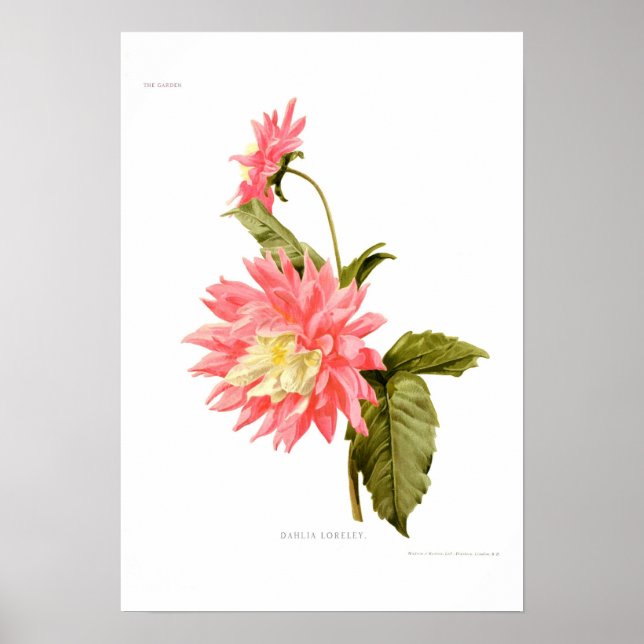 Dahlia 'Loreley' Poster (Vorne)