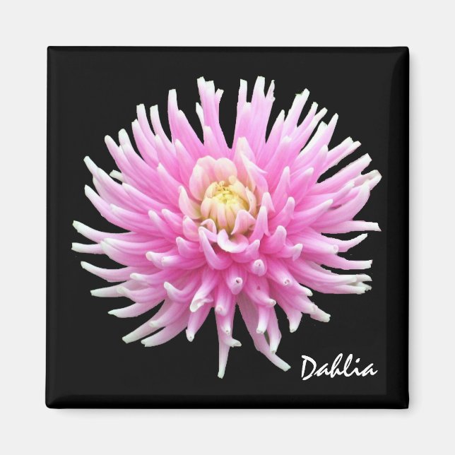 Dahlia Magnet (Devant)