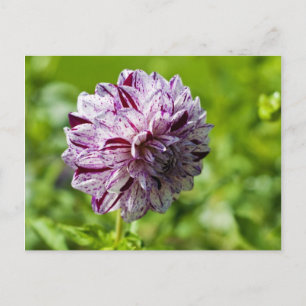Dahlia Marble Ball Postkarte