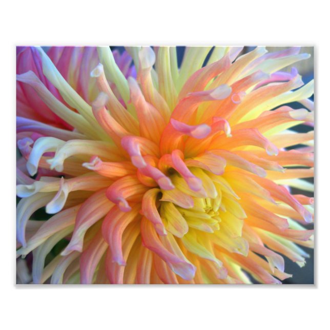 Dahlia Nah 10x8 Fotodruck (Vorne)