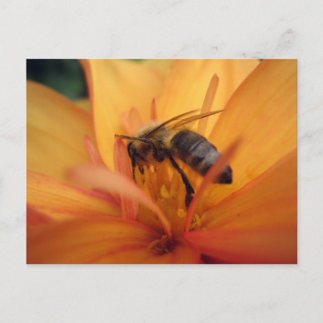 Dahlia (orange) postkarte (Vorderseite)