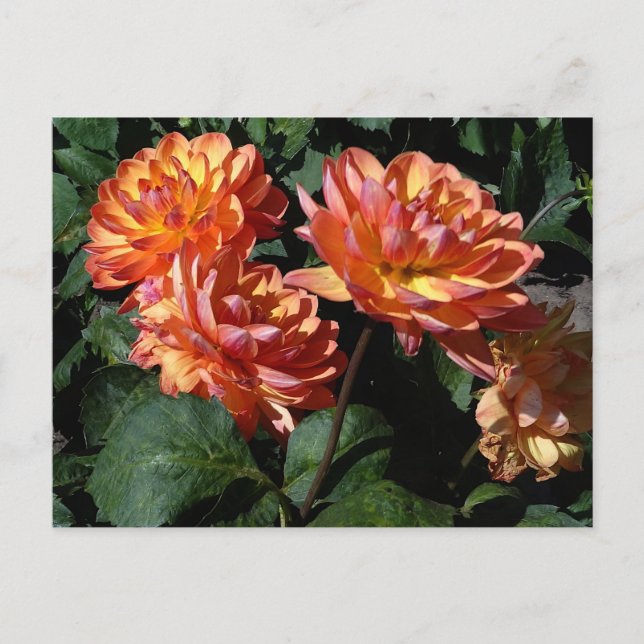 Dahlia Pam Howden #1 Postcard Postkarte (Vorderseite)