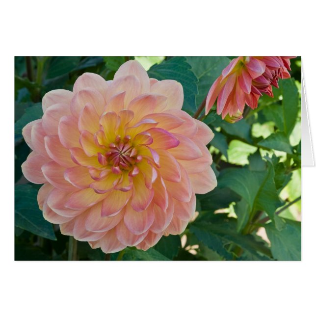 Dahlia, pêches (Devant Horizontal)