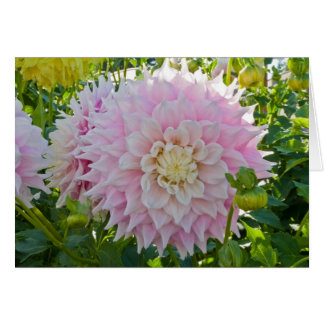Dahlia, perfection de Gitts