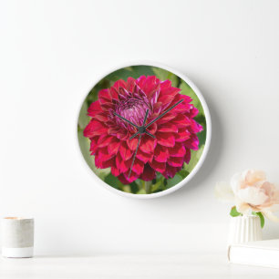 Dahlia Pink Canadian Flower Fotografy Uhr