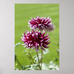 Dahlia-Plakat Poster