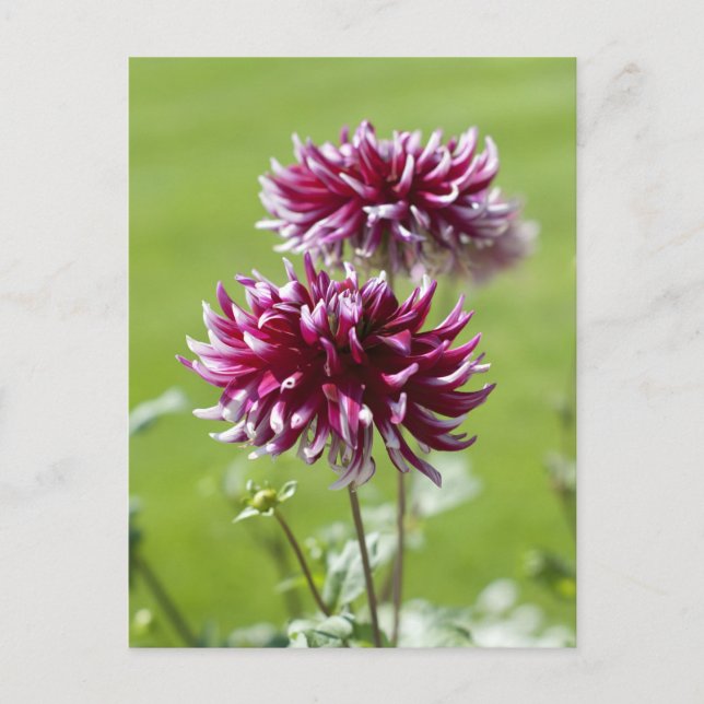 Dahlia Postcard Postkarte (Vorderseite)