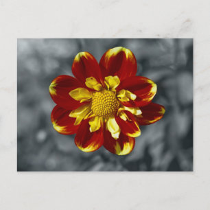 Dahlia Postcard Postkarte