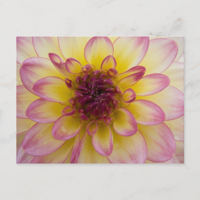 Dahlia Postcard Postkarte (Vorderseite)
