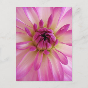 Dahlia Postcard Postkarte