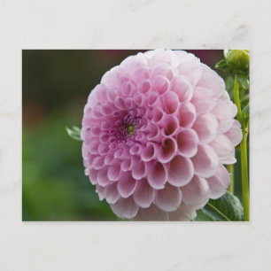 Dahlia Postcard Postkarte