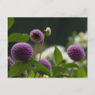 Dahlia Postcard Postkarte