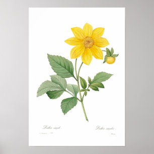 Dahlia Poster