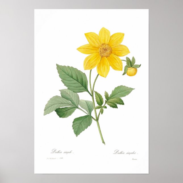 Dahlia Poster (Vorne)