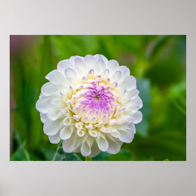 Dahlia Poster (Devant)