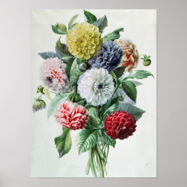 Dahlia Poster (Vorne)
