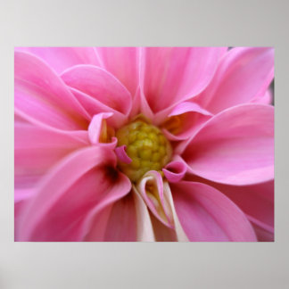 Dahlia Poster