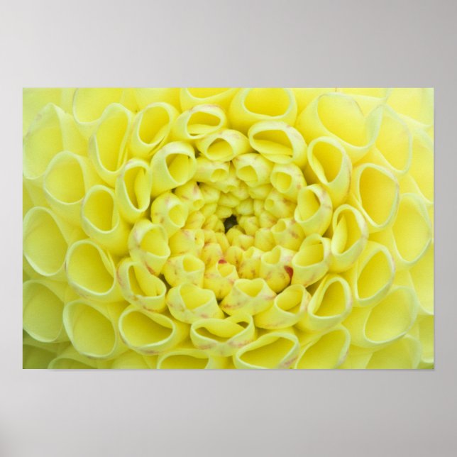 Dahlia Poster (Vorne)