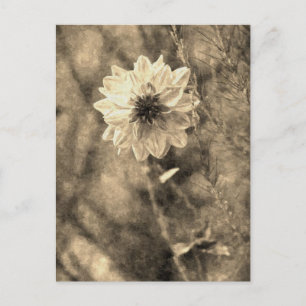 Dahlia Postkarte
