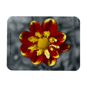 Dahlia Premium Magnet
