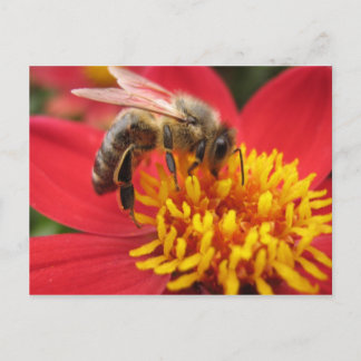 Dahlia (red) postkarte