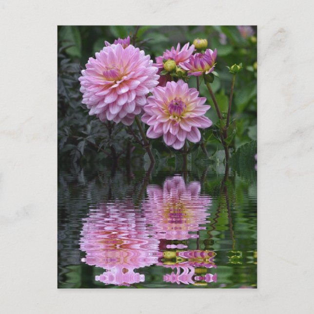 Dahlia Reflections Postkarte (Vorderseite)