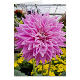 dahlia rose