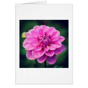 Dahlia rose