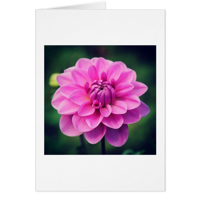 Dahlia rose (Devant)
