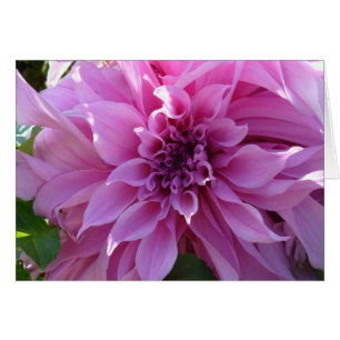 Dahlia rose