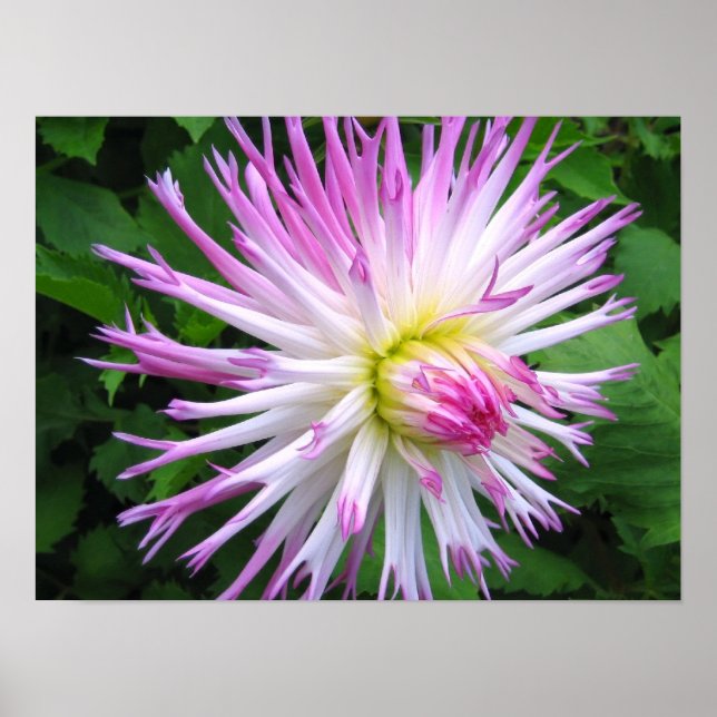 Dahlia rose blanc - Poster (Devant)