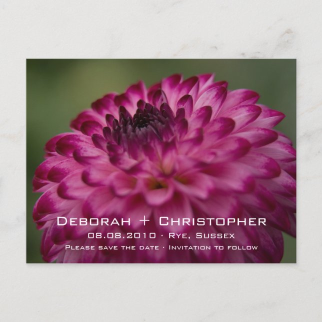 Dahlia rose • Carte postale de sauvegarde de date (Devant)