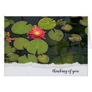 Dahlia Rose Dans Les Pads Lily