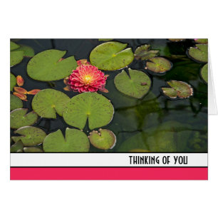 Dahlia Rose Dans Les Pads Lily