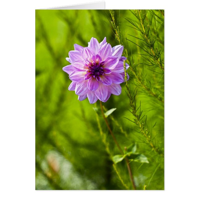 Dahlia rose, Effet Aquarelle (Devant)